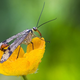 Image for article titled The Scorpion Fly's Stinger Is for Mating, Not Defense